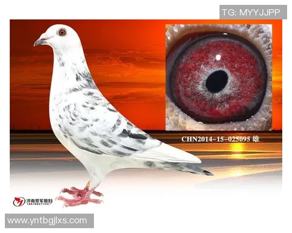 土乙桑卡塔普迎战尼格德安度鲁激烈对决引发球迷热情期待